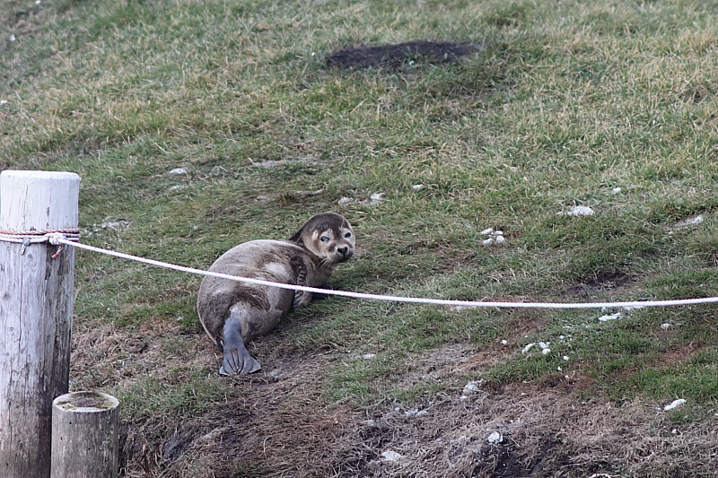 Junge Seehund auf der Wiese - Seehund in Malchin