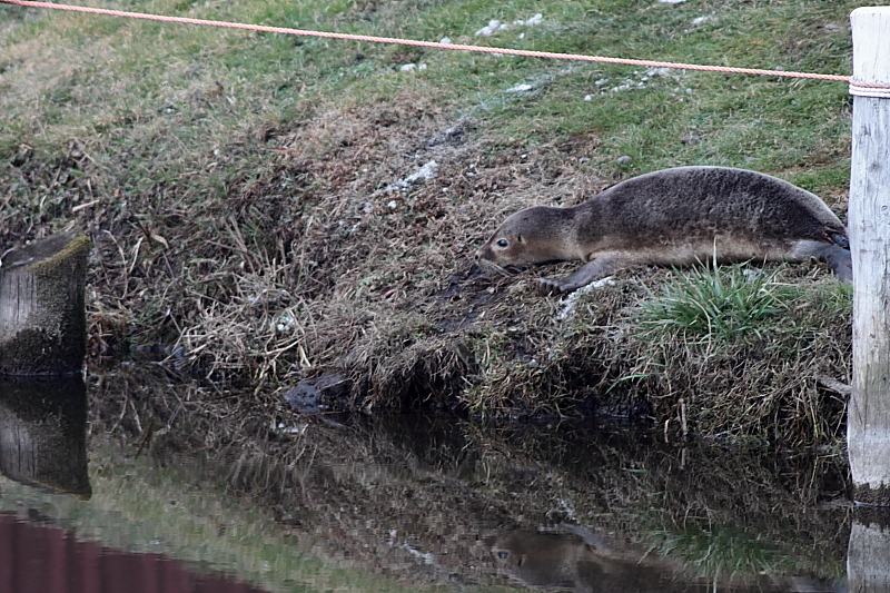 Von der Wiese in kalte Wasser - Seehund in Malchin