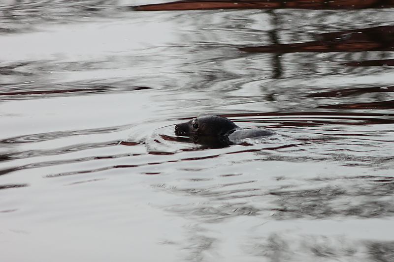 Seehund im Wasser - Seehund in Malchin