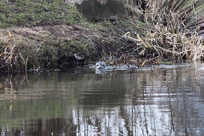 Seehund im Schilf - Seehund in Malchin