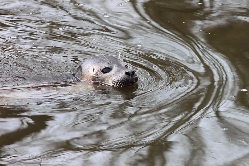 Seehund in Süßwasser - Seehund in Malchin