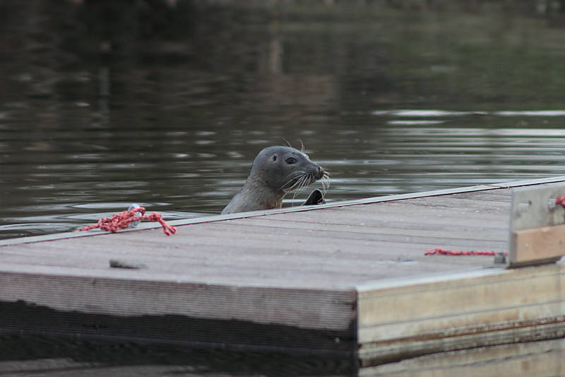 Seehund und Ponton - Seehund in Malchin