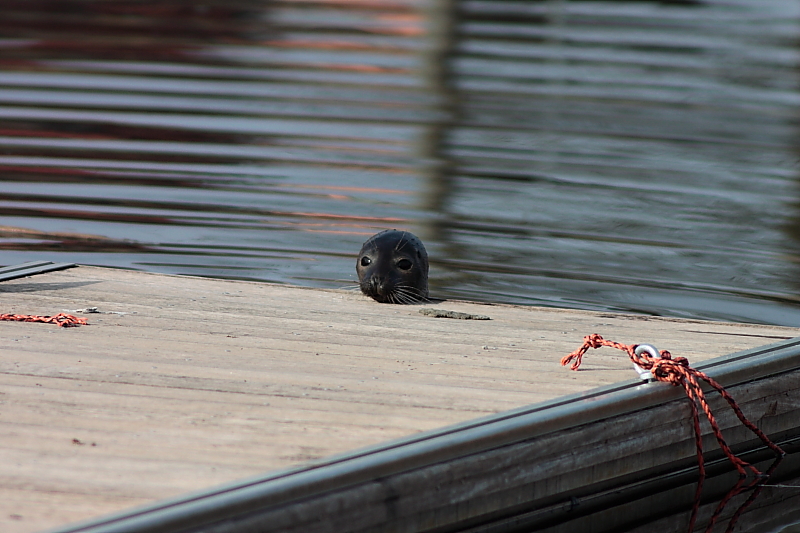 Seehund in Malchin