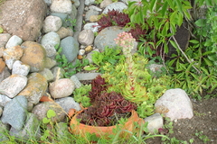 Sukkulenten - Winterharte Kakteen fr den Garten