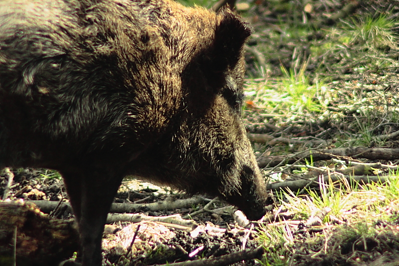 NUP Natur- und Umweltpark Gstrow