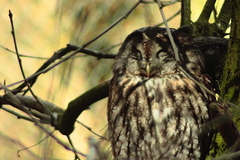 NUP Natur- und Umweltpark Gstrow