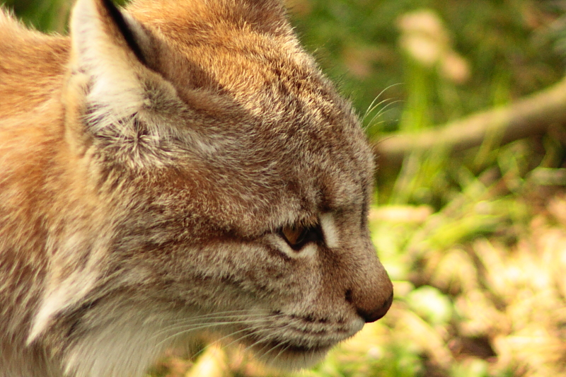 NUP Natur- und Umweltpark Gstrow