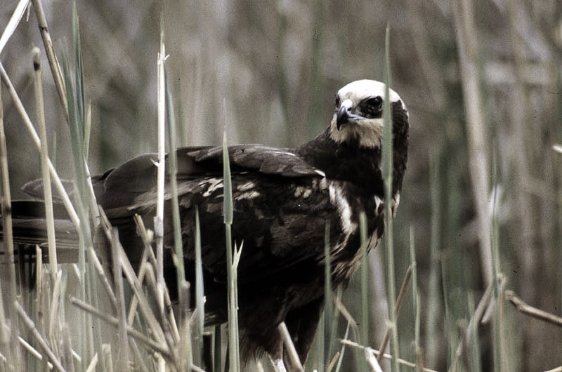 Vgel Waldvgel Naturfotografie