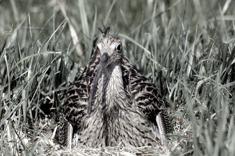 Vgel Waldvgel Naturfotografie