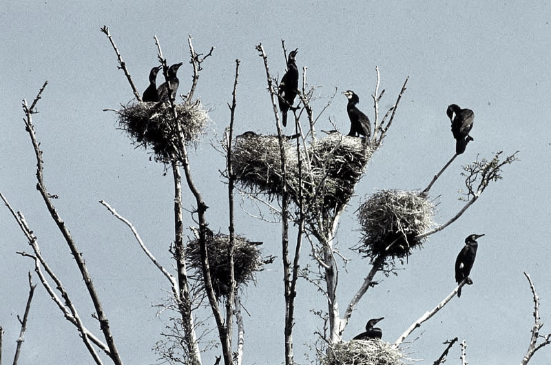 Vgel Waldvgel Naturfotografie