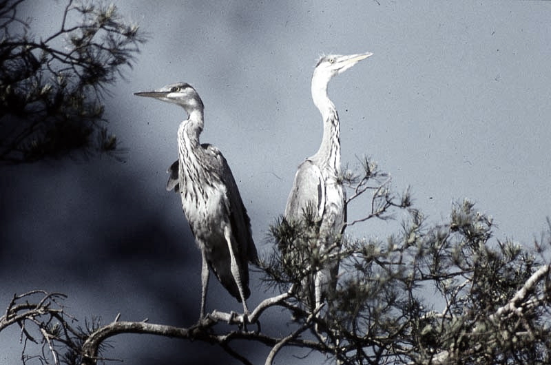 Vgel Waldvgel Naturfotografie