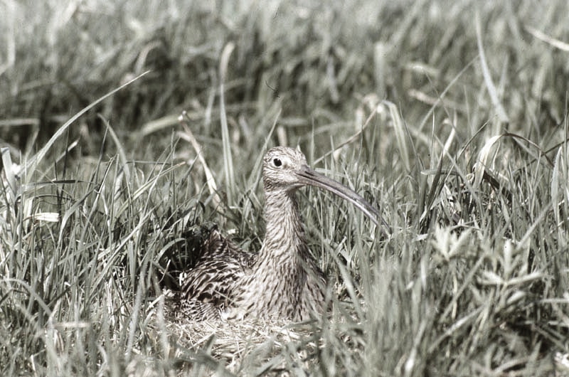 Vgel Waldvgel Naturfotografie