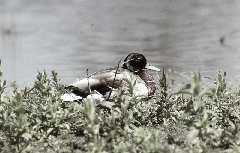 Vgel Waldvgel Naturfotografie