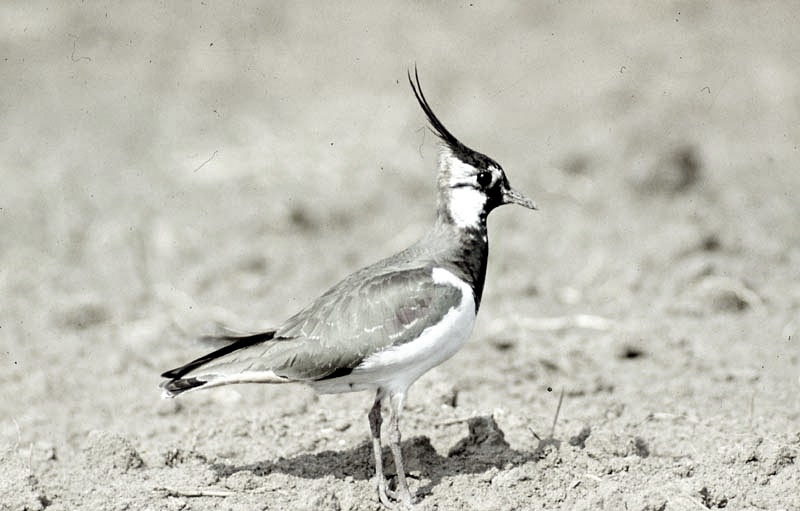 Vgel Waldvgel Naturfotografie