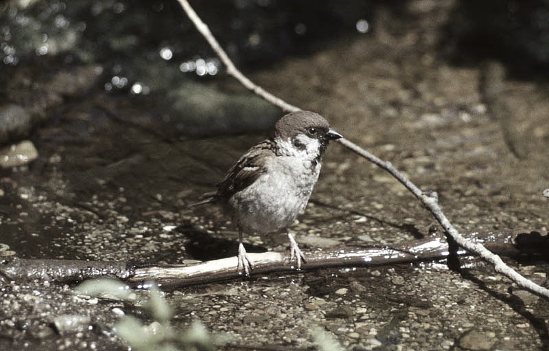 Vgel Waldvgel Naturfotografie