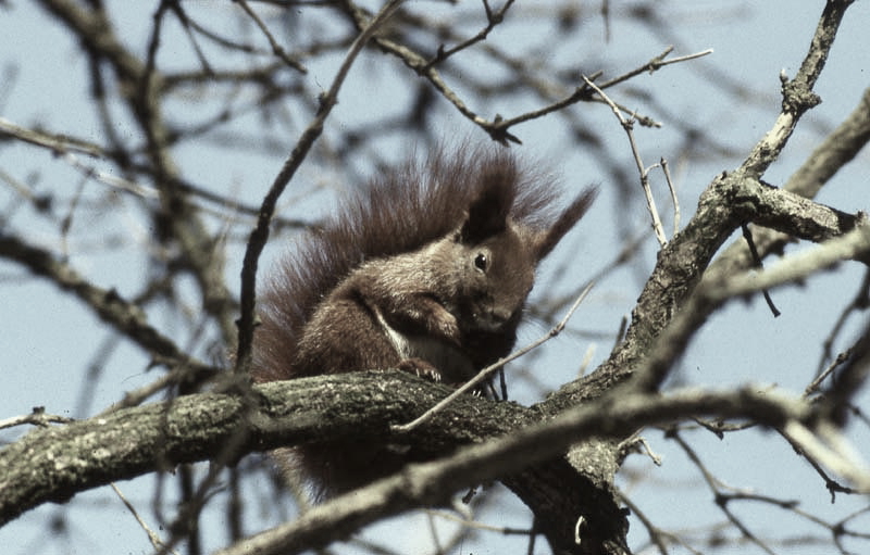 Vgel Waldvgel Naturfotografie