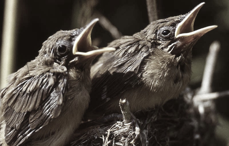 Vgel Waldvgel Naturfotografie