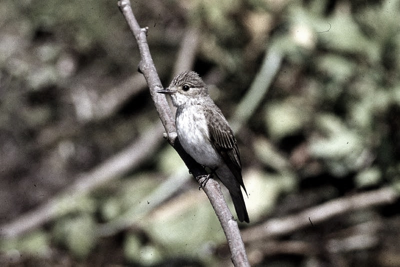 Vgel Waldvgel Naturfotografie