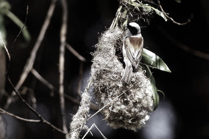 Vgel Waldvgel Naturfotografie