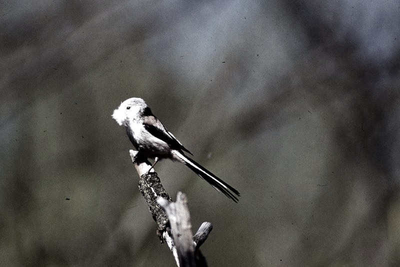 Vgel Waldvgel Naturfotografie