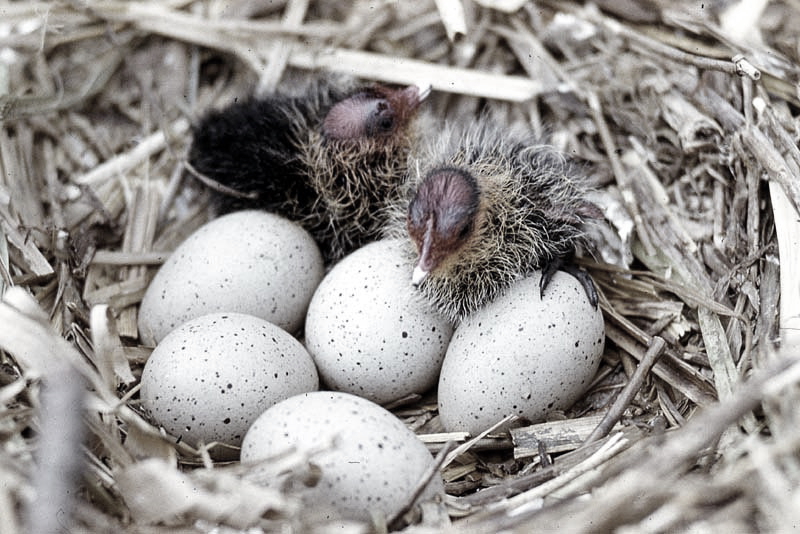 Vgel Waldvgel Naturfotografie