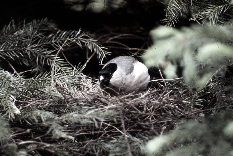 Vgel Waldvgel Naturfotografie