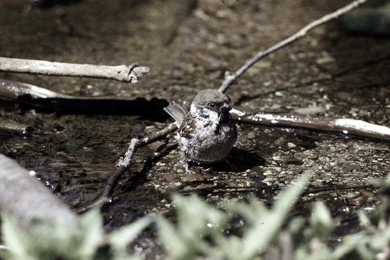 Vgel Waldvgel Naturfotografie