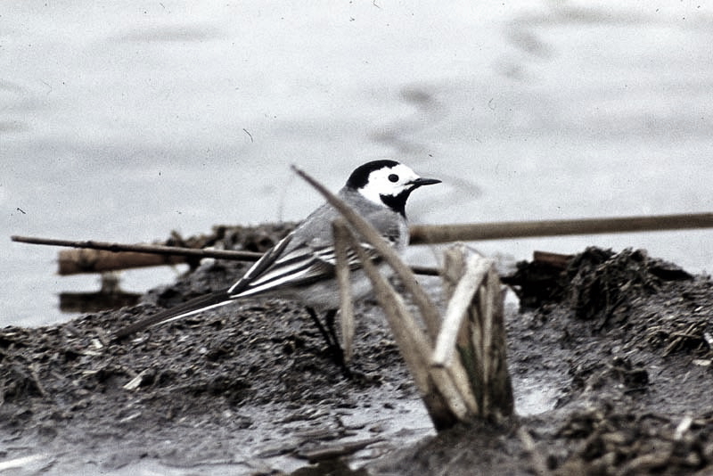 Vgel Waldvgel Naturfotografie