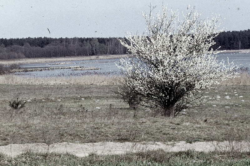 Vgel Waldvgel Naturfotografie