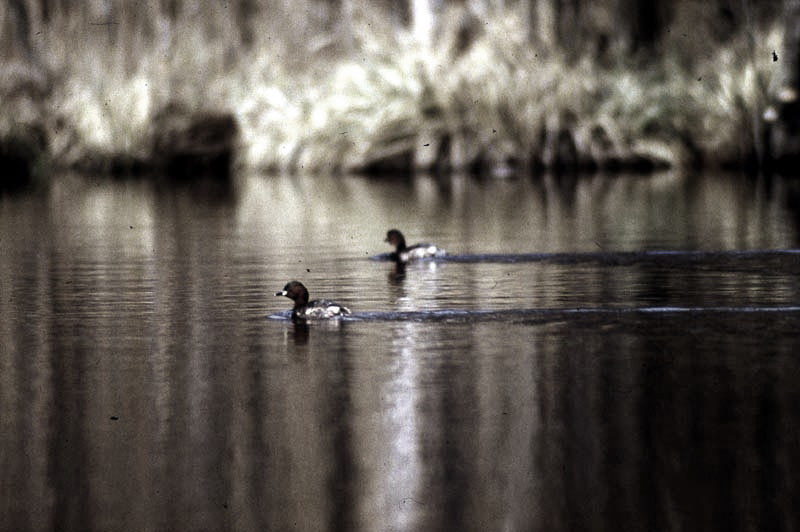 Vgel Waldvgel Naturfotografie