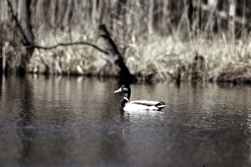 Vgel Waldvgel Naturfotografie