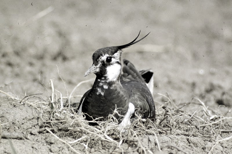 Vgel Waldvgel Naturfotografie