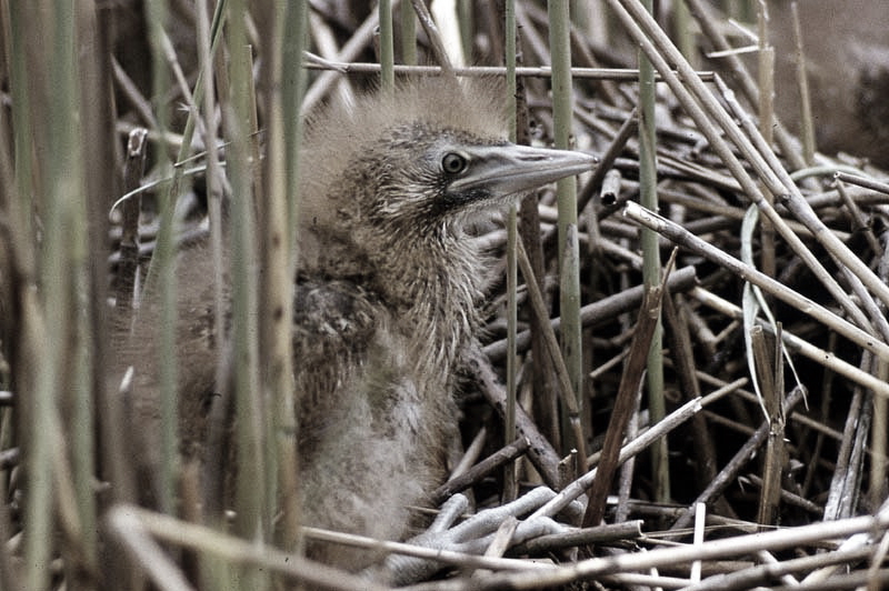 Vgel Waldvgel Naturfotografie