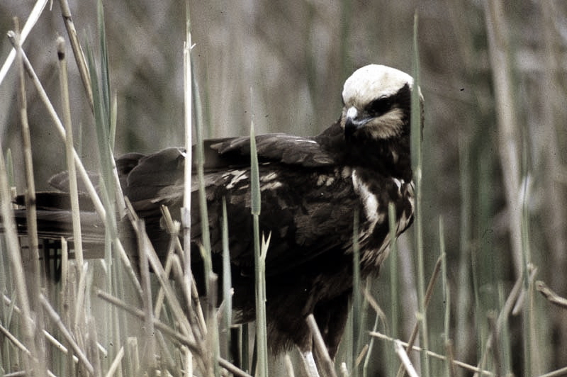 Vgel Waldvgel Naturfotografie