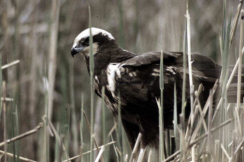 Vgel Waldvgel Naturfotografie