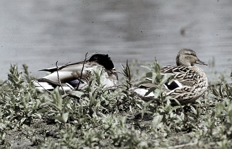 Vgel Waldvgel Naturfotografie