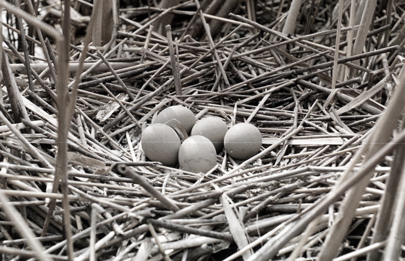 Vgel Waldvgel Naturfotografie