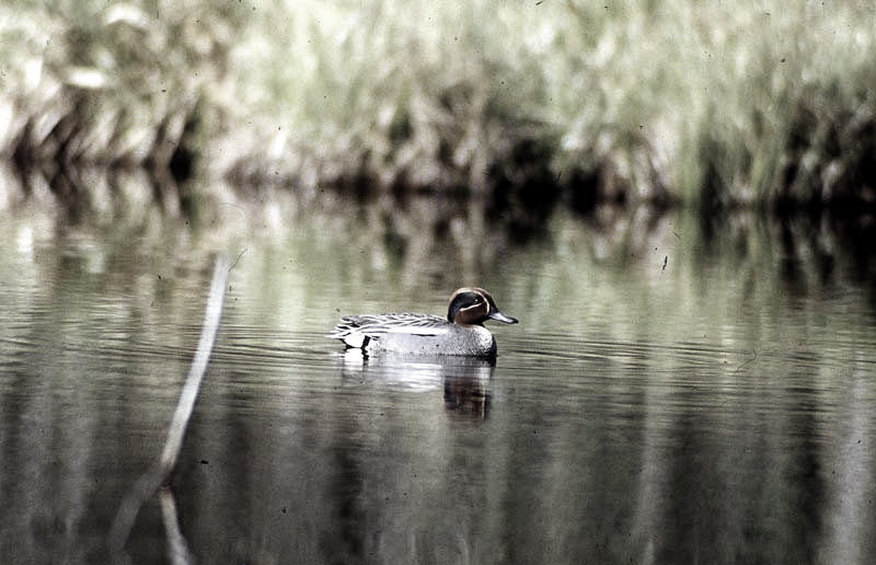 Vgel Waldvgel Naturfotografie