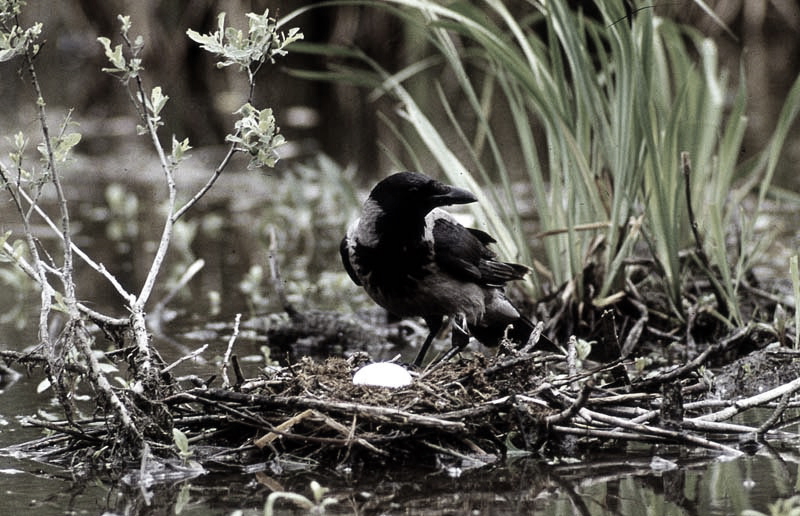 Vgel Waldvgel Naturfotografie