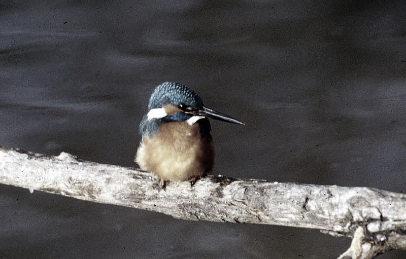 Vgel Waldvgel Naturfotografie