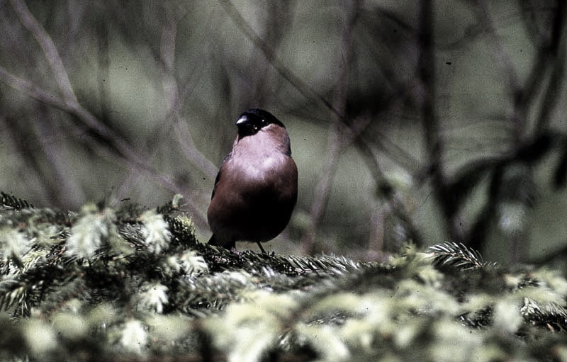 Vgel Waldvgel Naturfotografie