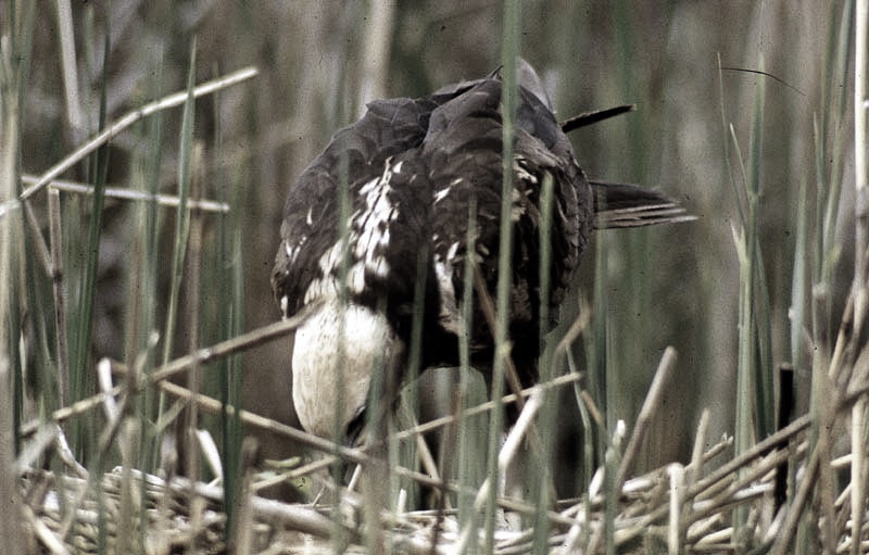 Vgel Waldvgel Naturfotografie