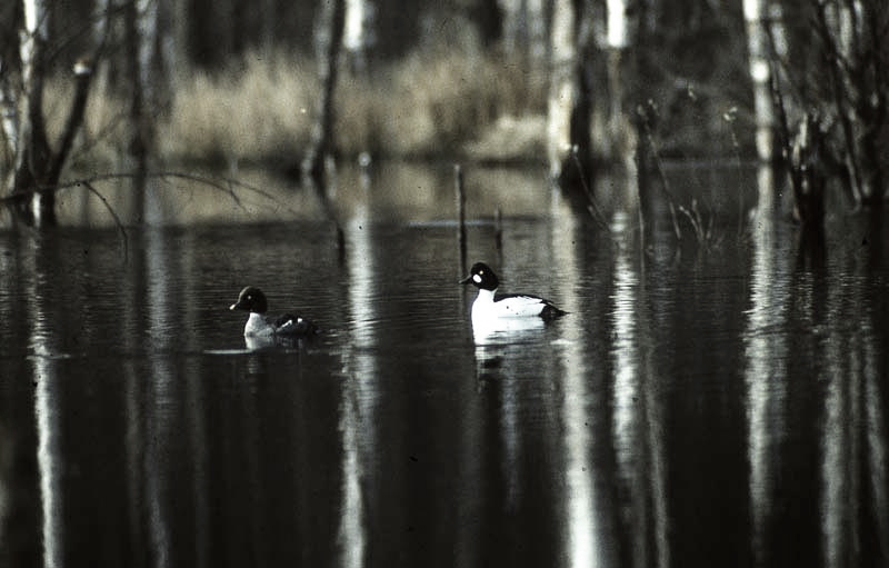 Vgel Waldvgel Naturfotografie