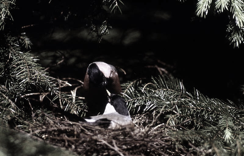 Vgel Waldvgel Naturfotografie