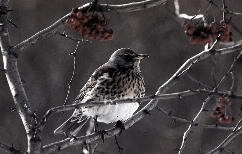 Vgel Waldvgel Naturfotografie