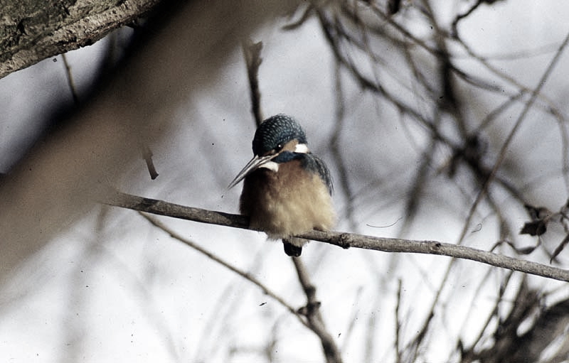 Vgel Waldvgel Naturfotografie