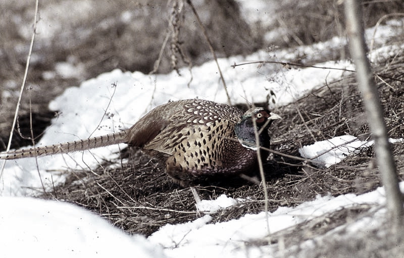 Vgel Waldvgel Naturfotografie