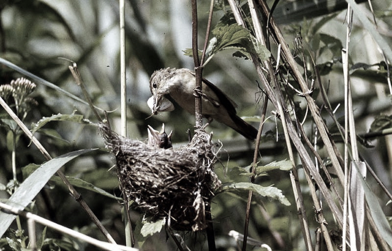 Vgel Waldvgel Naturfotografie