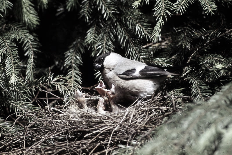 Vgel Waldvgel Naturfotografie