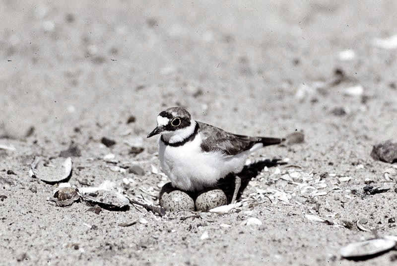 Vgel Waldvgel Naturfotografie